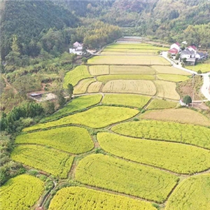 种植基地